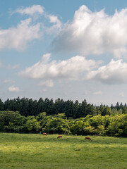 SOUTH KOREA JEJU ISLAND LANDSCAPE