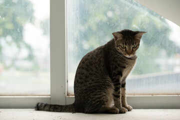 portrait of feline. petting tabby cat in white clean home beside hugh glass window lying down on stairs