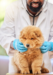 Man, vet and check of puppy at clinic, medical and animal support with a smile. Happy, African male person expert and veterinarian with a cute chow chow dog and professional with care at job