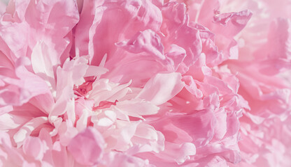 White pink peony petals. Soft focus. Abstract floral background for holiday design