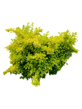 Ligustrum sinense or Sunshine ligustrum, a small privet decorative shrub with bright yellow and lime leave isolated on transparent background. 