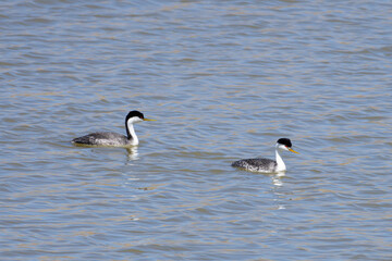 Western Grebes