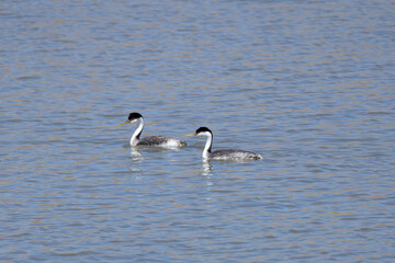 Western Grebes