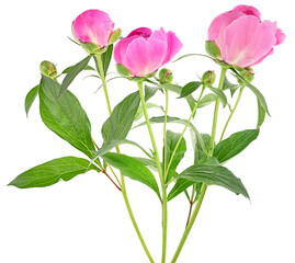 Bouquet of pink peony flowers isolated on a white background