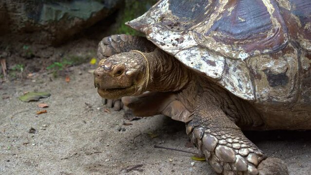 Large stumpy species, African spurred tortoise, centrochelys sulcata, with long lifespan, eating and chewing food, slowly crawling and moving forward, close up shot.