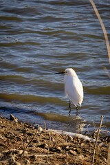 Snowy Egret