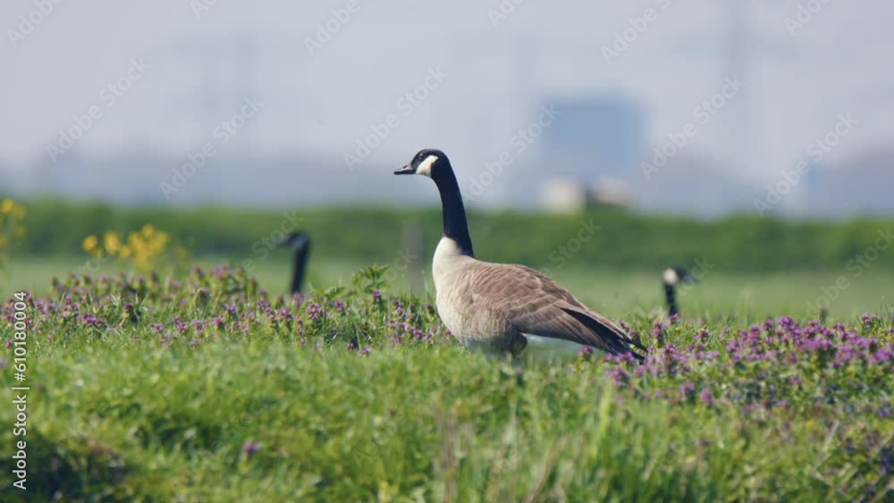 Poster parallax tracking follows goose duck grazing eat hunting for insects in meadow