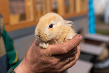 Farm worker holding a small brown rabbit in his hands. Close-up.
