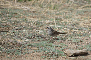 Zebrahead Sparrow