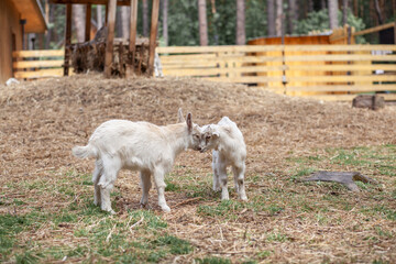 Fototapeta premium Two white little goats play with each other on the farm. Breeding goats and sheep. Housekeeping. Cute with funny. 