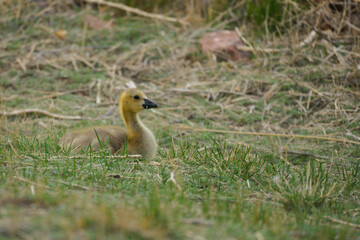 Canada Goose gosling