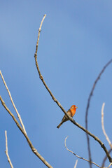 House finch in Colorado