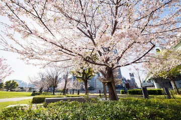 中之島公園の桜