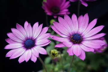 close up of pink daisy