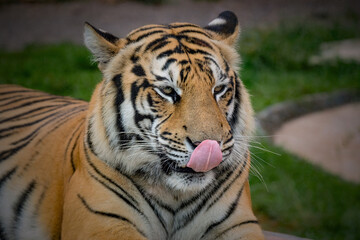 Plakat closeup siberian tiger