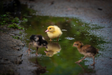 duckling and chicken