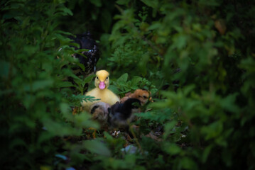 duckling and chicken
