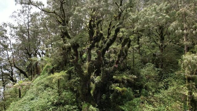Big old pine at forested top of mountain, orbiting shot of formidable tree. Scenic views of Abang mountain near summit, lush tropical vegetation around. The thick branches of time-worn pine