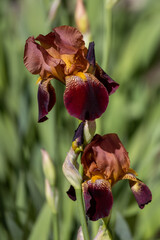 Macro abstract view of a single burgundy color bearded iris (iris germanica) flower in a sunny garden with defocused background