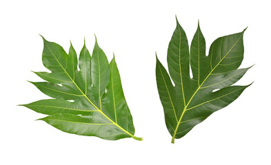 Breadfruit leaf (Artocarpus altilis) on transparent png, top view