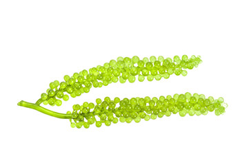 set of sea grapes ( green caviar ) seaweed on transparent png