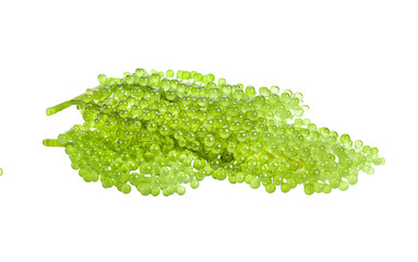 set of sea grapes ( green caviar ) seaweed on transparent png
