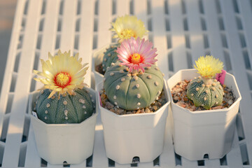 Cactus with flowers called 