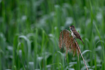 Great reed warbler // Drosselrohrsänger (Acrocephalus arundinaceus) - Thessaloniki, Greece