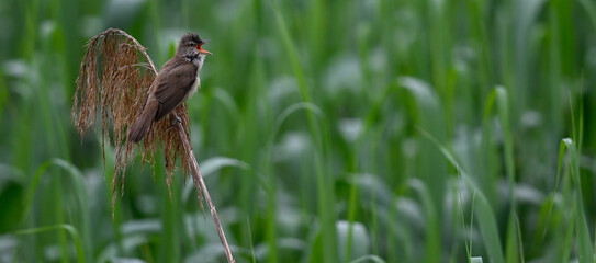 Great reed warbler // Drosselrohrsänger (Acrocephalus arundinaceus) - Thessaloniki, Greece