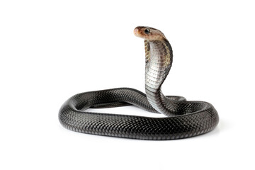 Javanese cobra snake isolated on white background, snake habitat in Java Indonesia, Naja sputatrix