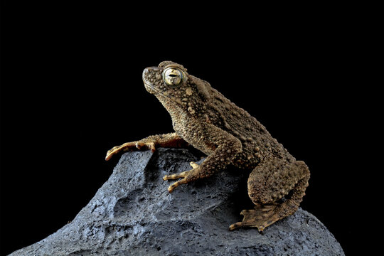 stone toad close-up on rock, limnonectes macrodon	