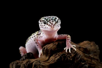 Foto op Aluminium Fat-tailed geckos isolated on black background, leopard gecko lizard, eublepharis macularius   © Agus Gatam