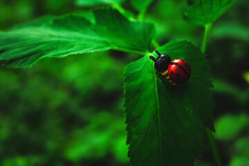 ladybug on green leaf