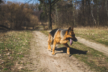 Naklejka premium threshold with a dog in the park