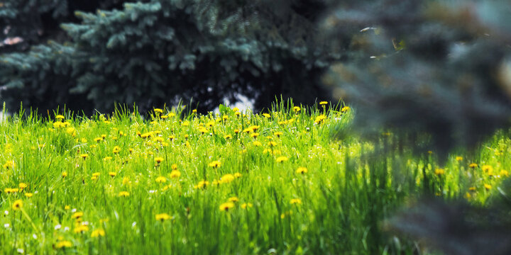 grass on the forest glade in spring. park and outdoor background
