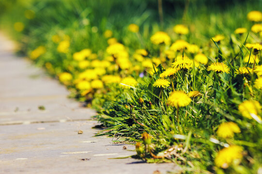 grassy meadow with yellow dandelions. nature background in spring