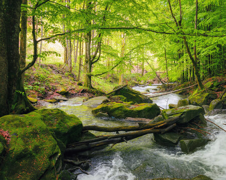 river in the forest among boulders. outdoor nature scenery in spring. ecology and fresh water concept