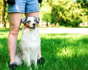 The Aussie Australian Shepherd dog sits at the feet of the trainer's mistress. They are on green grass. The dog is fluffy and nine months old. The photo is blurred.