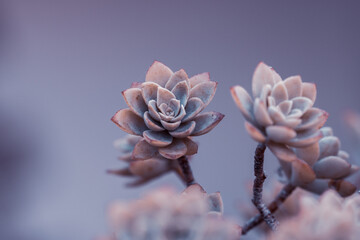Macro Nature