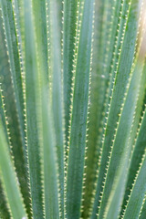 Natural green background - thin spiky succulent leaves