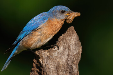 Eastern Bluebird  with an Insect in his Mouth
