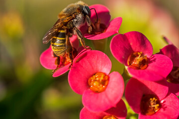 honey bee foraging on colorful wildflowers