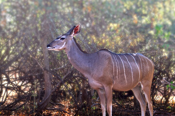 Landscape from an African savannah