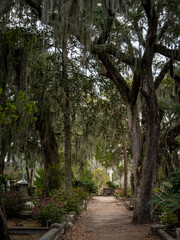 Naklejka premium Tree-lined path in Bonaventure Cemetery in Savannah.