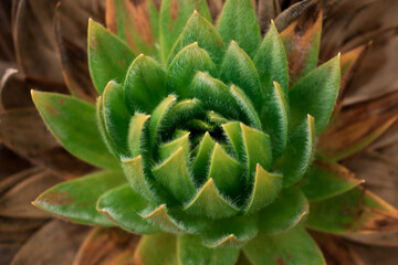Close up of green colombian plant in paramo