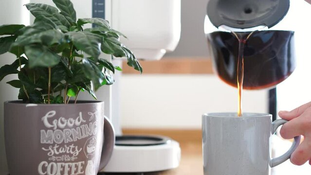 Woman's hand pouring freshly brewed coffee in cup. View on coffee tree plant and drip coffee maker on wooden table. High quality 4k footage