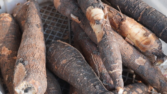Selective focus raw cassava or Manihot esculenta from  Euphorbiaceous family has lots of vitamins and nutrients for the body health
