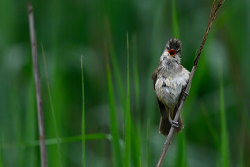 Great reed warbler // Drosselrohrsänger (Acrocephalus arundinaceus) - Thessaloniki, Greece