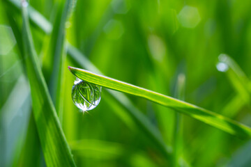 Water drops on the green grass. Morning dew, watering plants. Drops of moisture on leaves after rain. Beautiful green background on an ecological theme