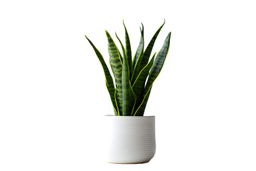 aloe vera plant in pot isolated on white